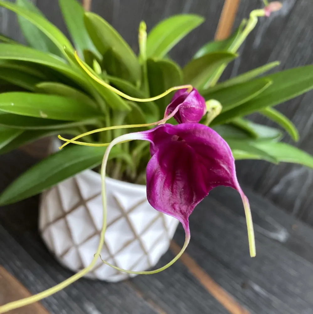 Masdevallia mov mix