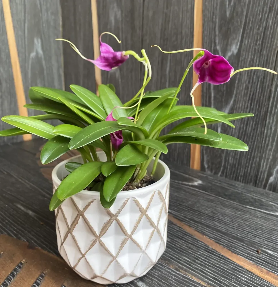 Masdevallia mov mix