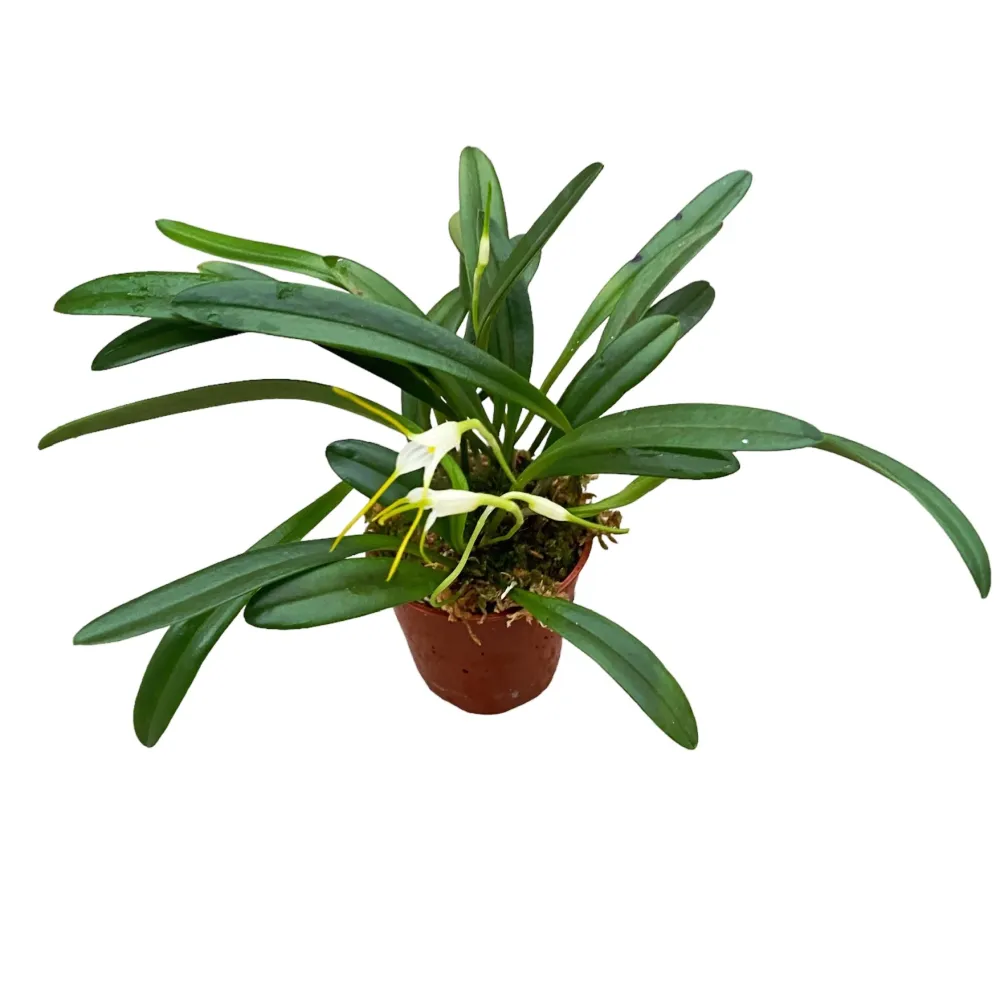 Masdevallia nidifica var. alba