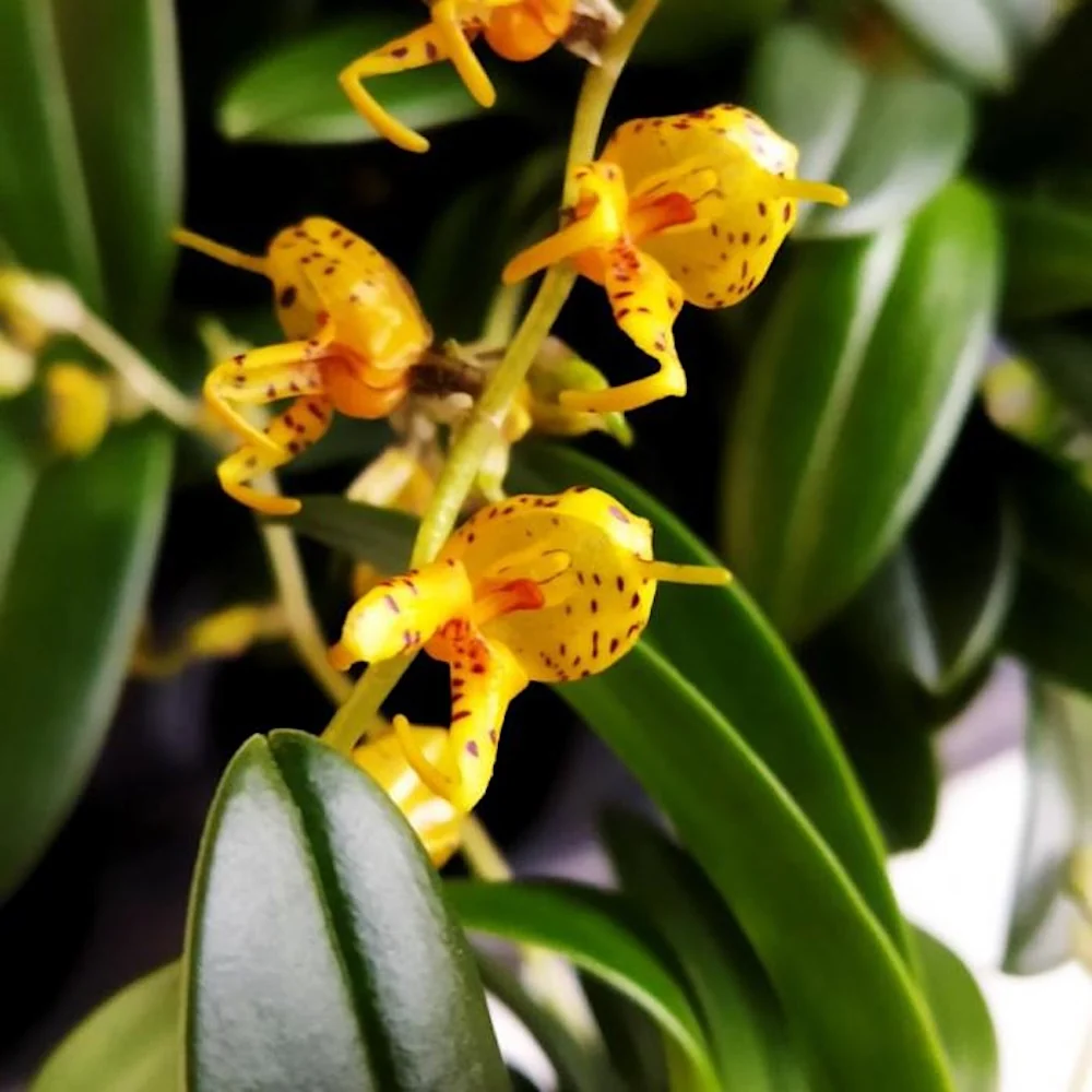 Masdevallia polysticta var. yellow