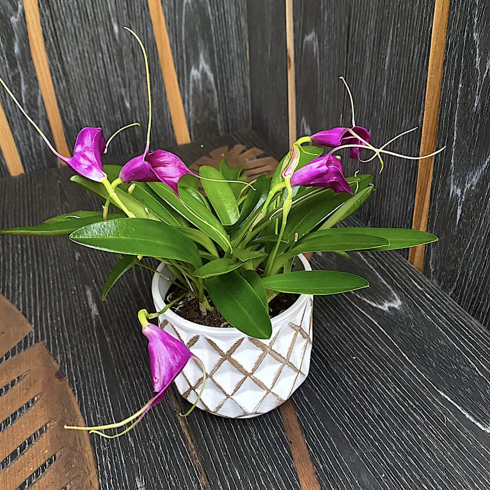 Masdevallia 'Purple Magic'