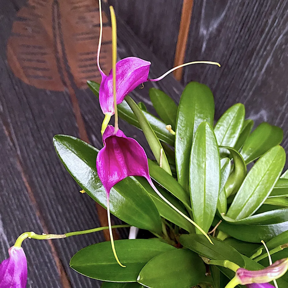 Masdevallia 'Purple Magic'