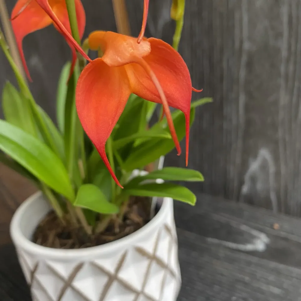 Masdevallia veitchiana