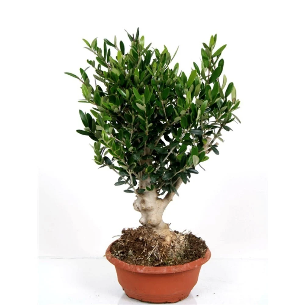 Maslin Bonsai ghiveci - Olea Europaea Bonsai