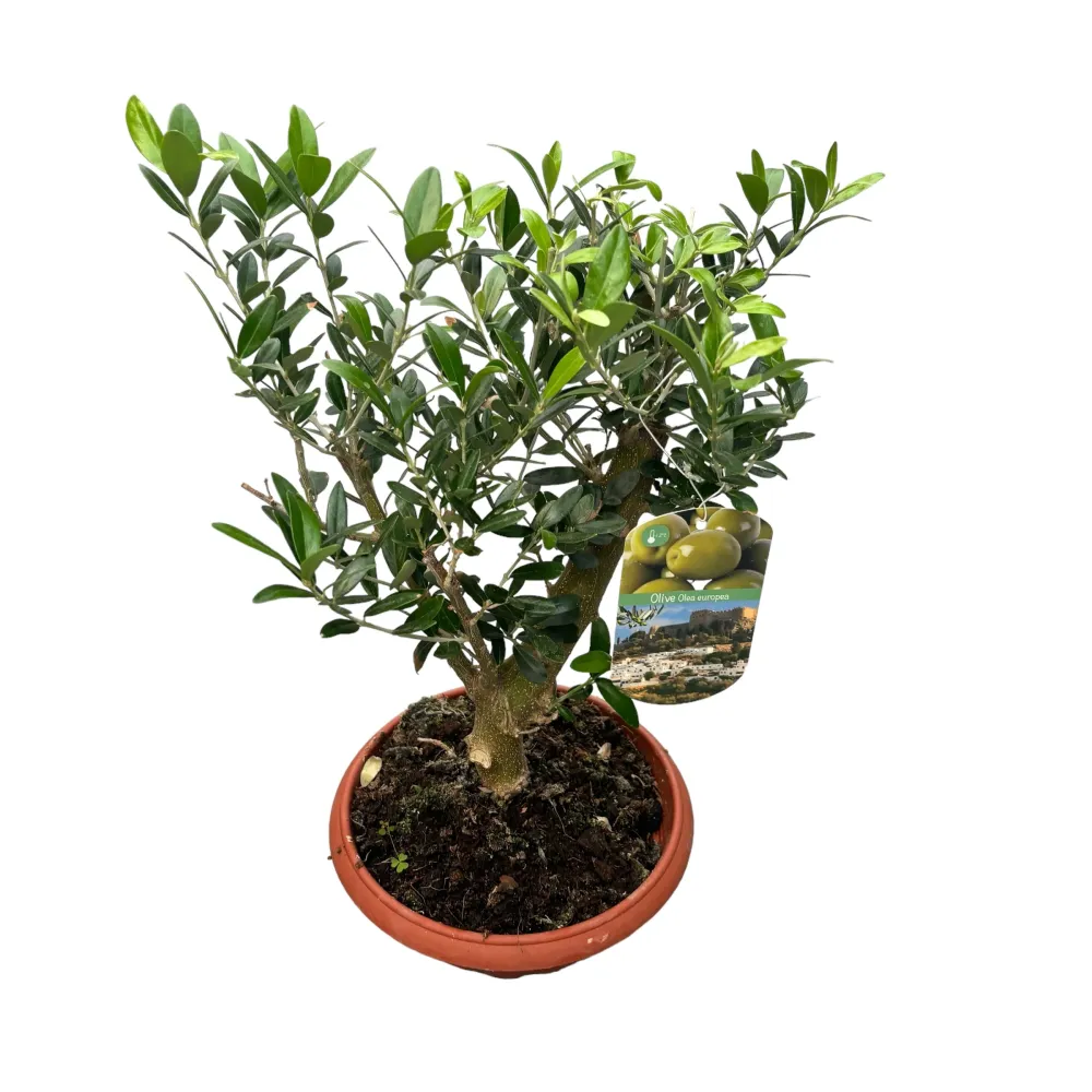 Maslin Bonsai ghiveci - Olea Europaea Bonsai
