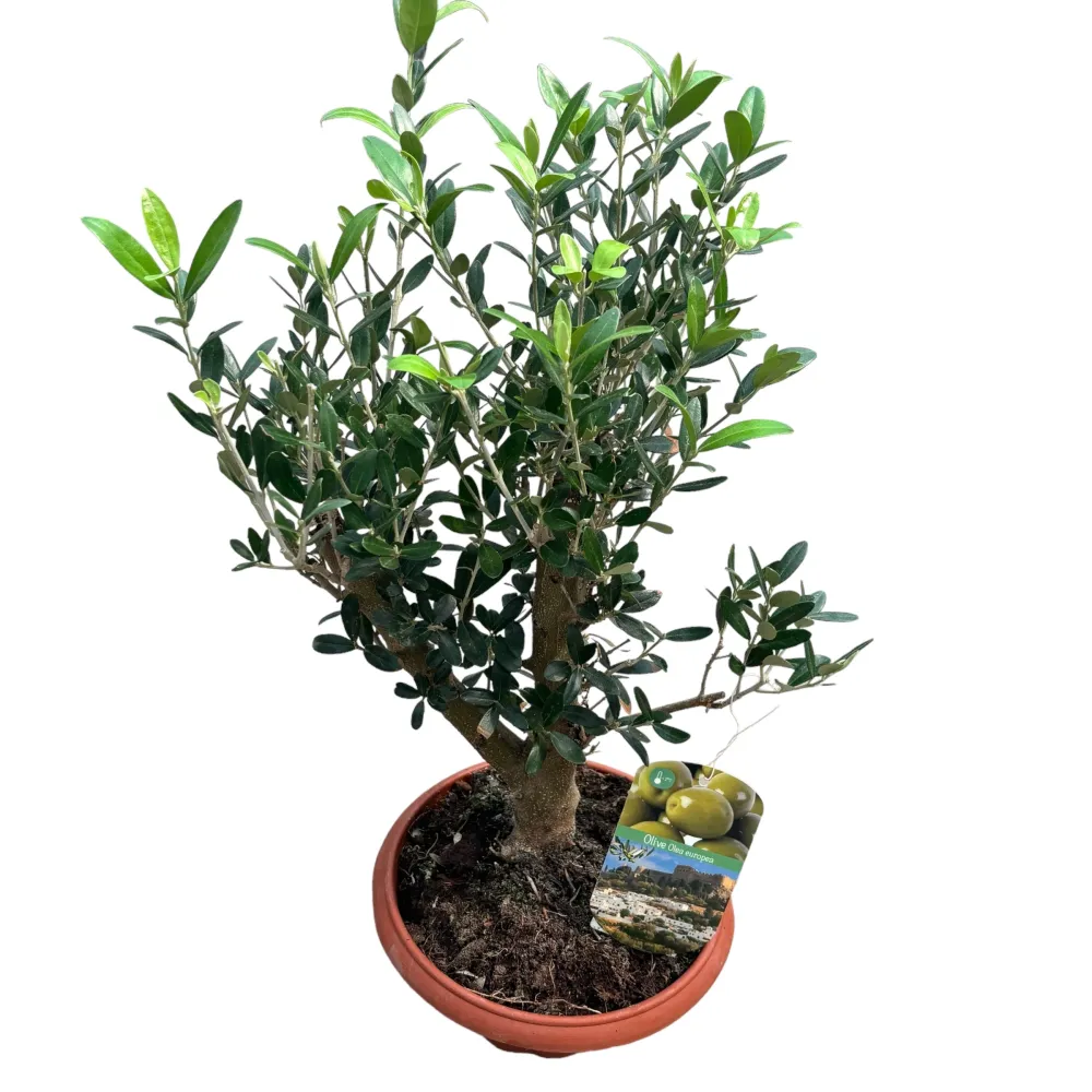 Maslin Bonsai ghiveci - Olea Europaea Bonsai