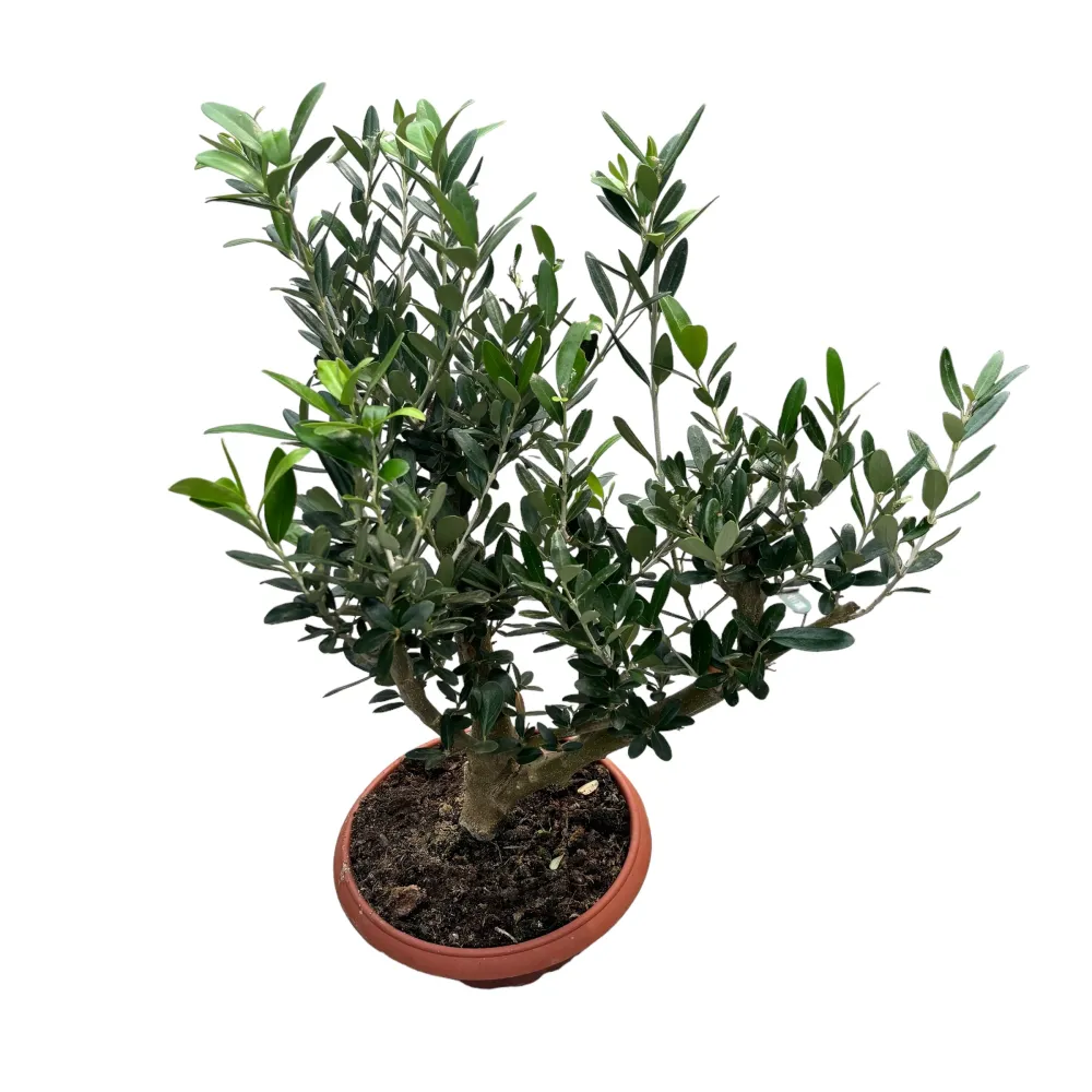 Maslin Bonsai ghiveci - Olea Europaea Bonsai