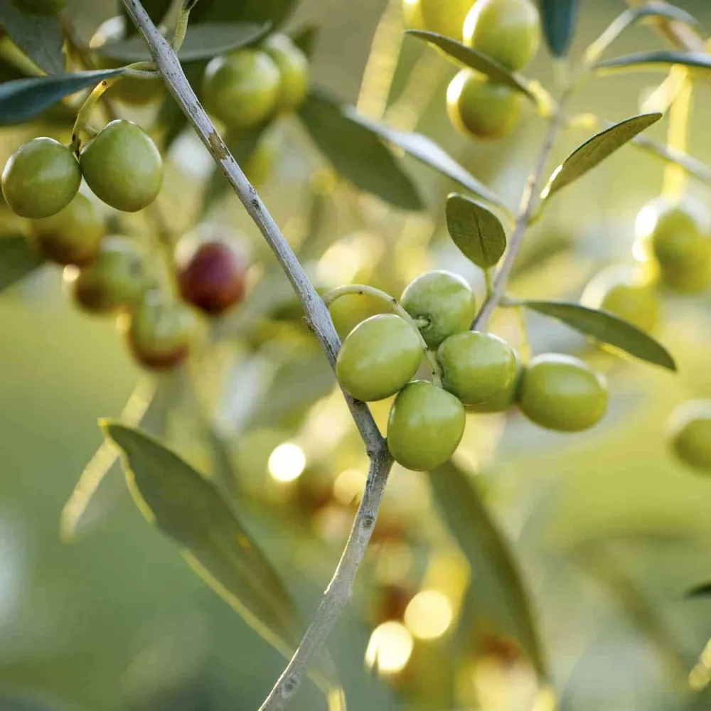 Maslin (Olive tree) H25cm ghiveci 9cm - exemplare tinere