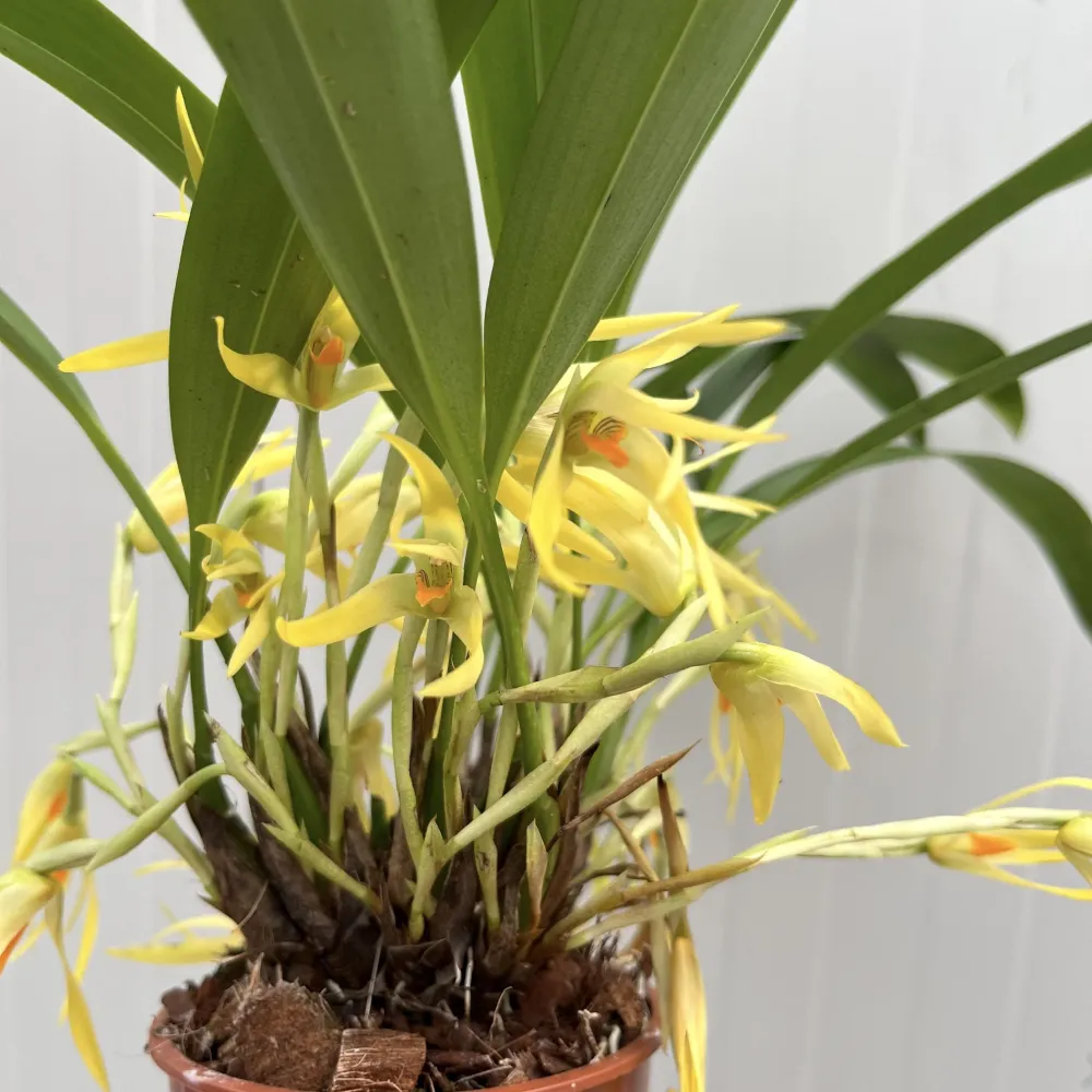 Maxillaria weberbaueri (syn. aurorae) - flori parfumate