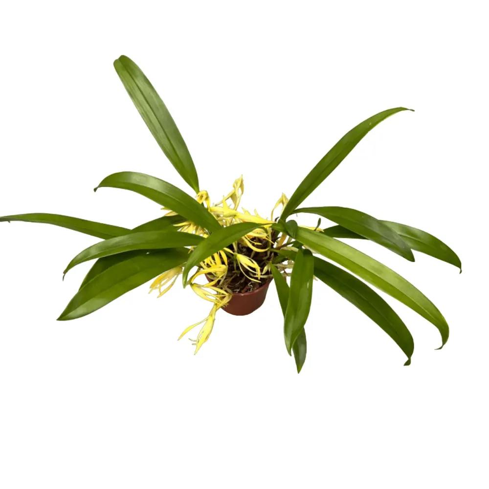 Maxillaria weberbaueri (syn. aurorae) - flori parfumate