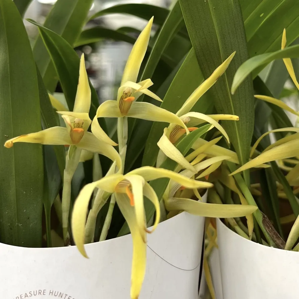 Maxillaria weberbaueri (syn. aurorae) - flori parfumate