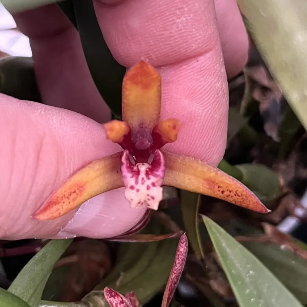Maxillaria 'Wolf' (Picta x schunkeana) *parfumata