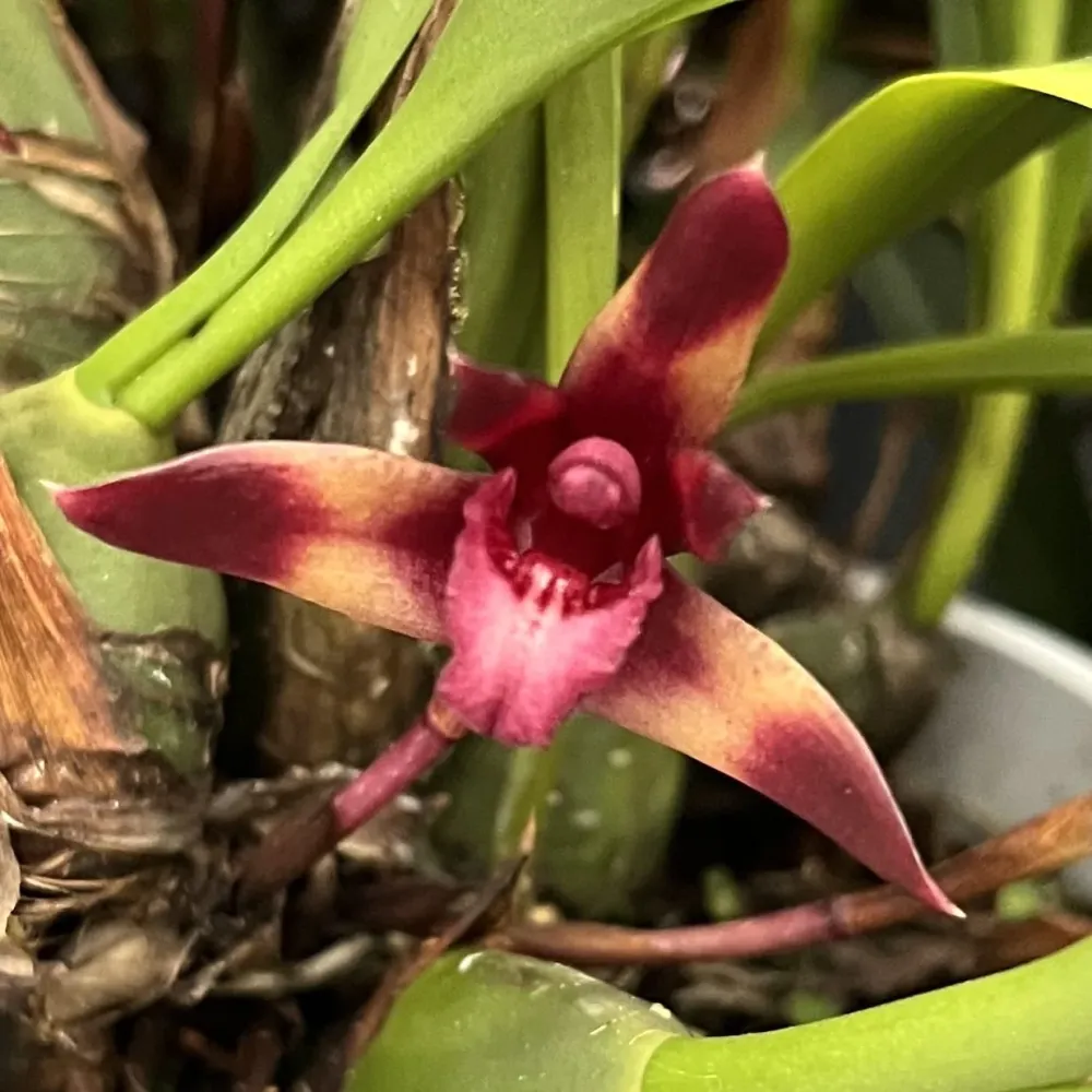 Maxillaria 'Wolf' (Picta x schunkeana) *parfumata