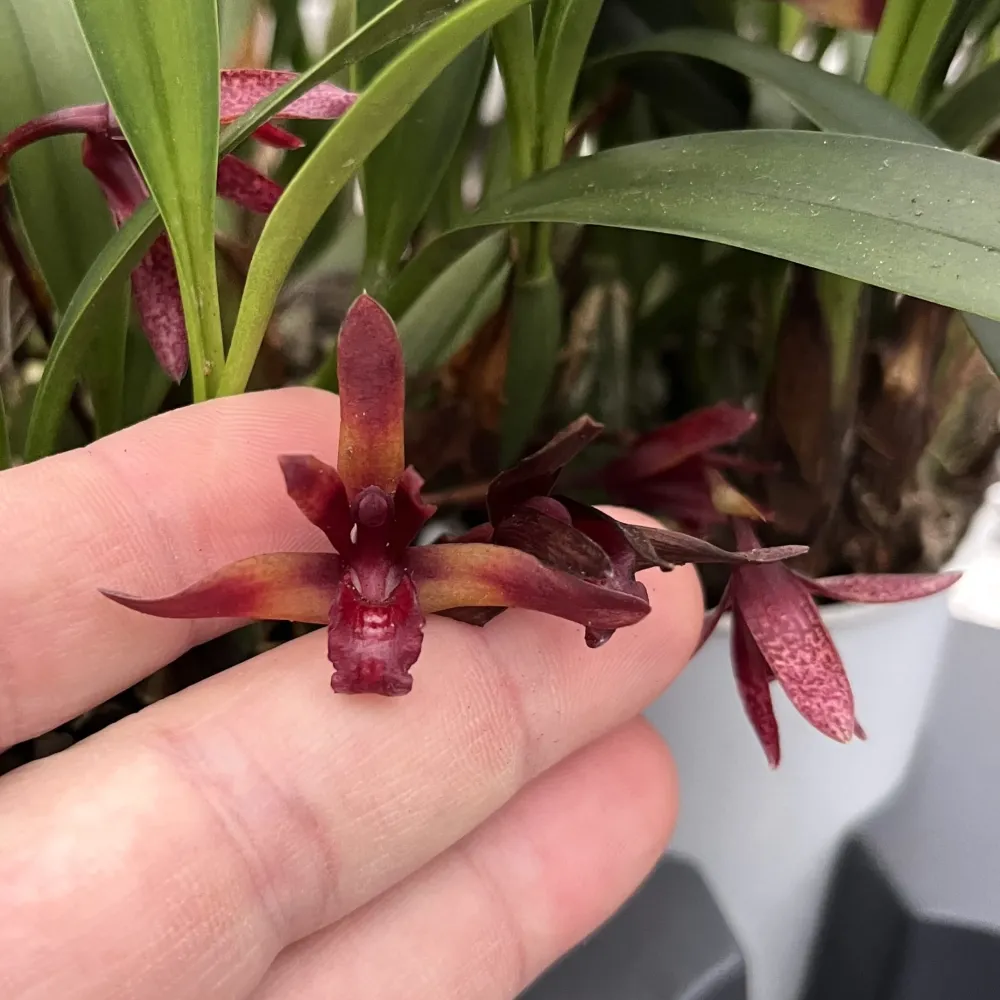 Maxillaria 'Wolf' (Picta x schunkeana) *parfumata