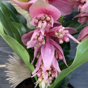 Medinilla magnifica 'Dolce Vita' - Floarea Regelui