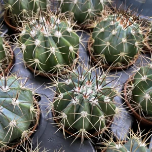 Melocactus Azureus