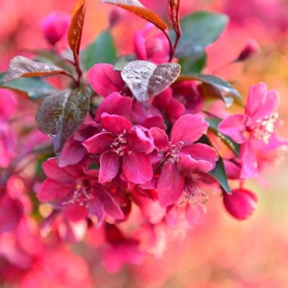 Merisor decorativ - Malus 'Liset' - coroana formata, H100 cm