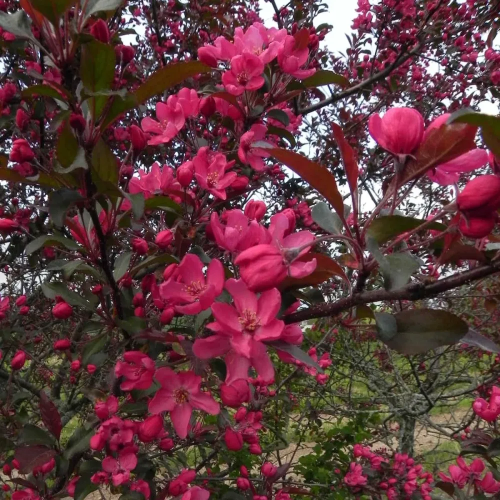 Merisor decorativ - Malus 'Liset' - coroana formata, H100 cm