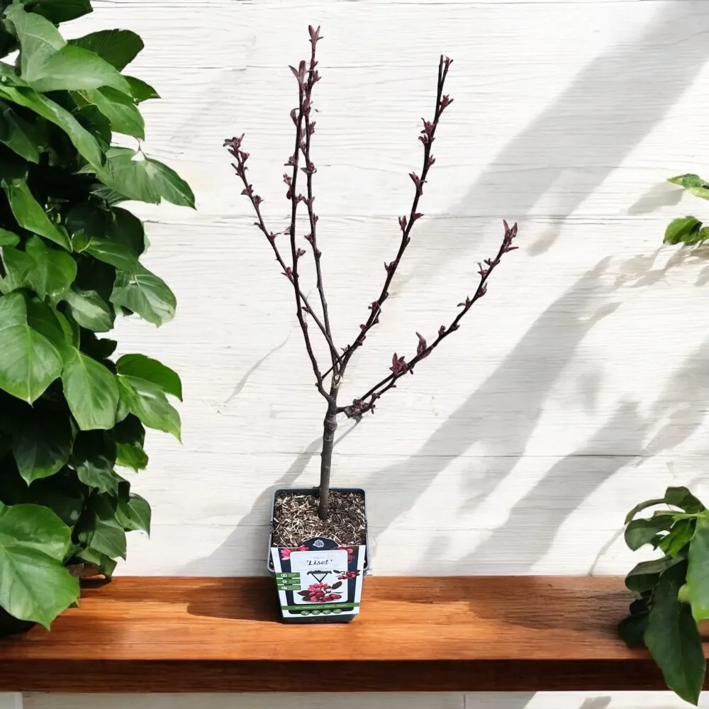 Merisor decorativ - Malus 'Liset' - coroana formata, H100 cm