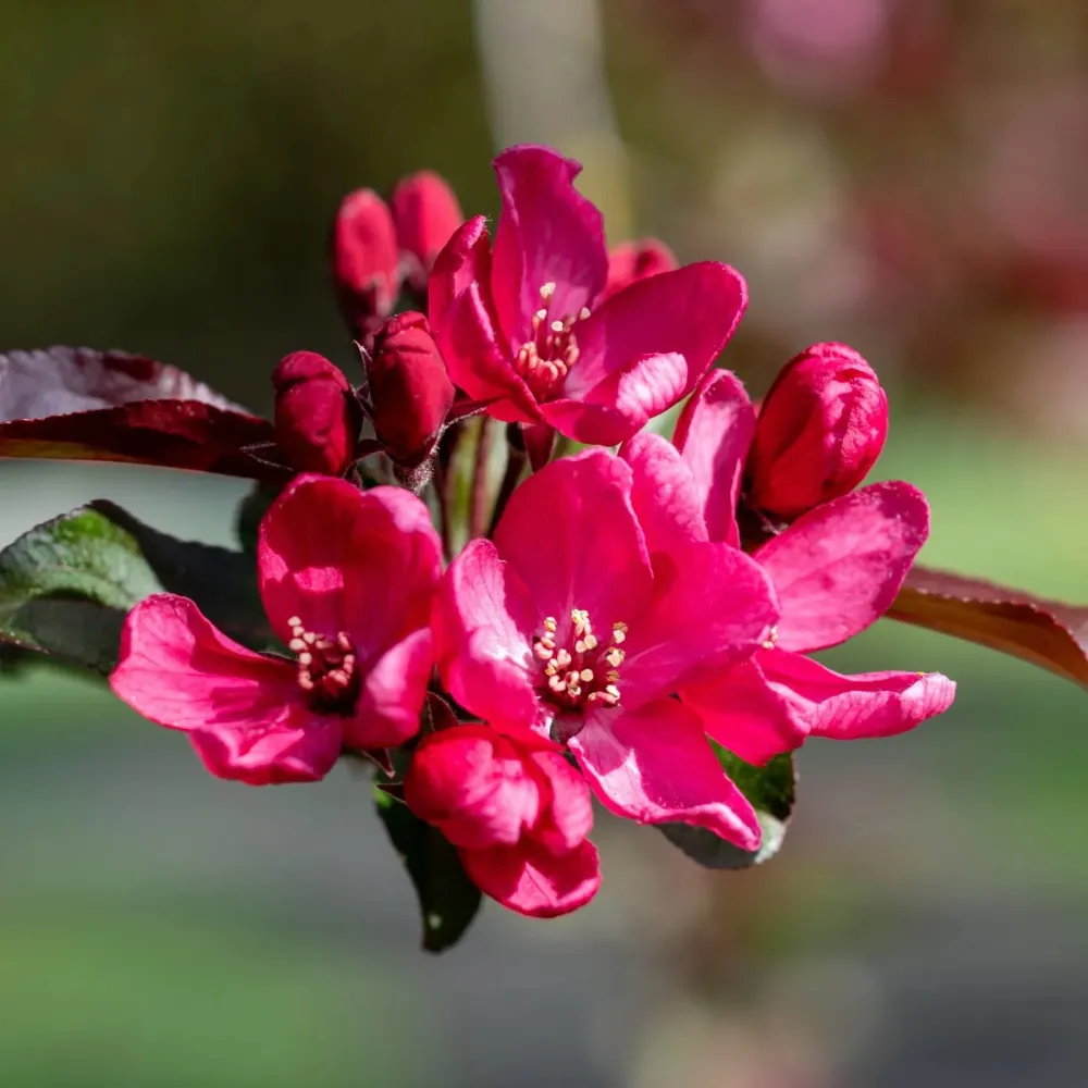 Merisor decorativ - Malus 'Liset' - coroana formata, H100 cm
