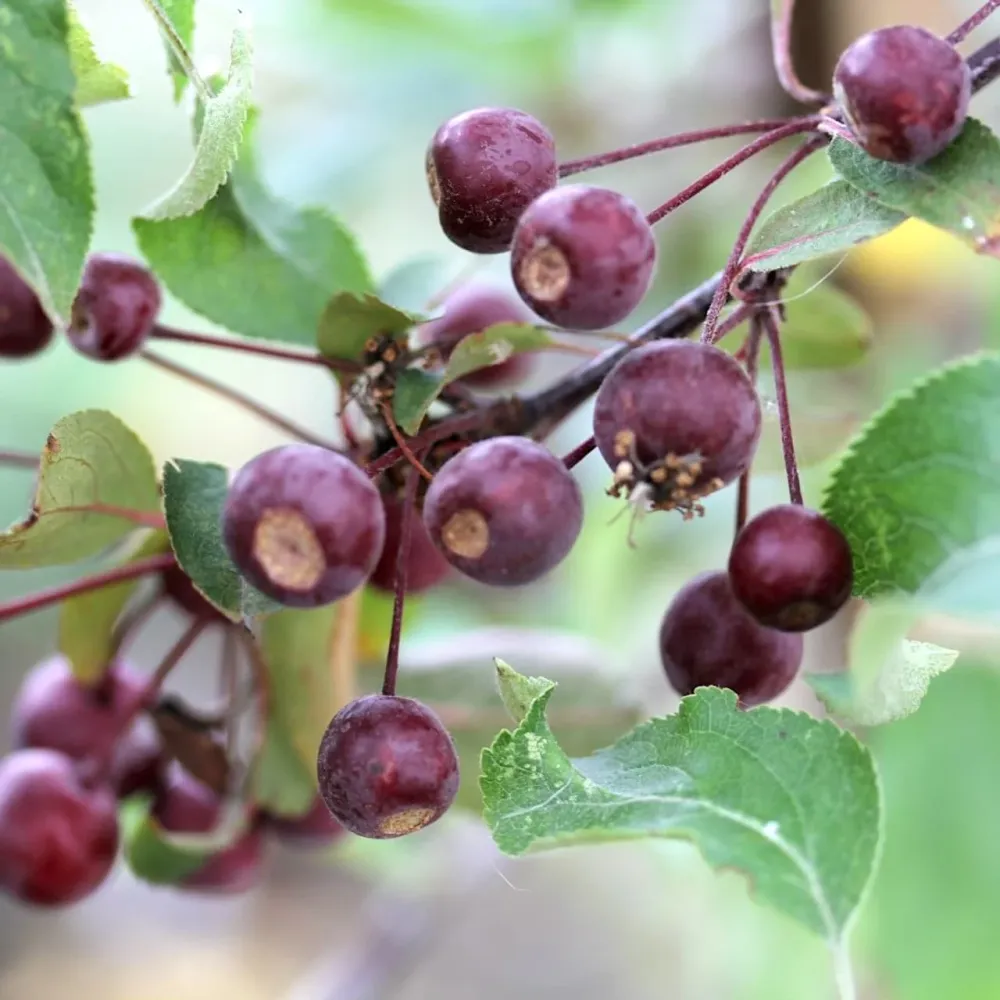 Merisor decorativ - Malus 'Liset' - coroana formata, H100 cm