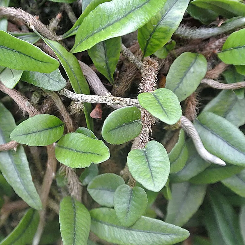 Microgramma vaccinifolia - feriga miniaturala taratoare