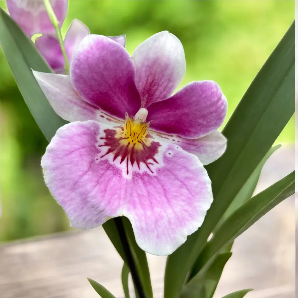 Miltoniopsis Pink