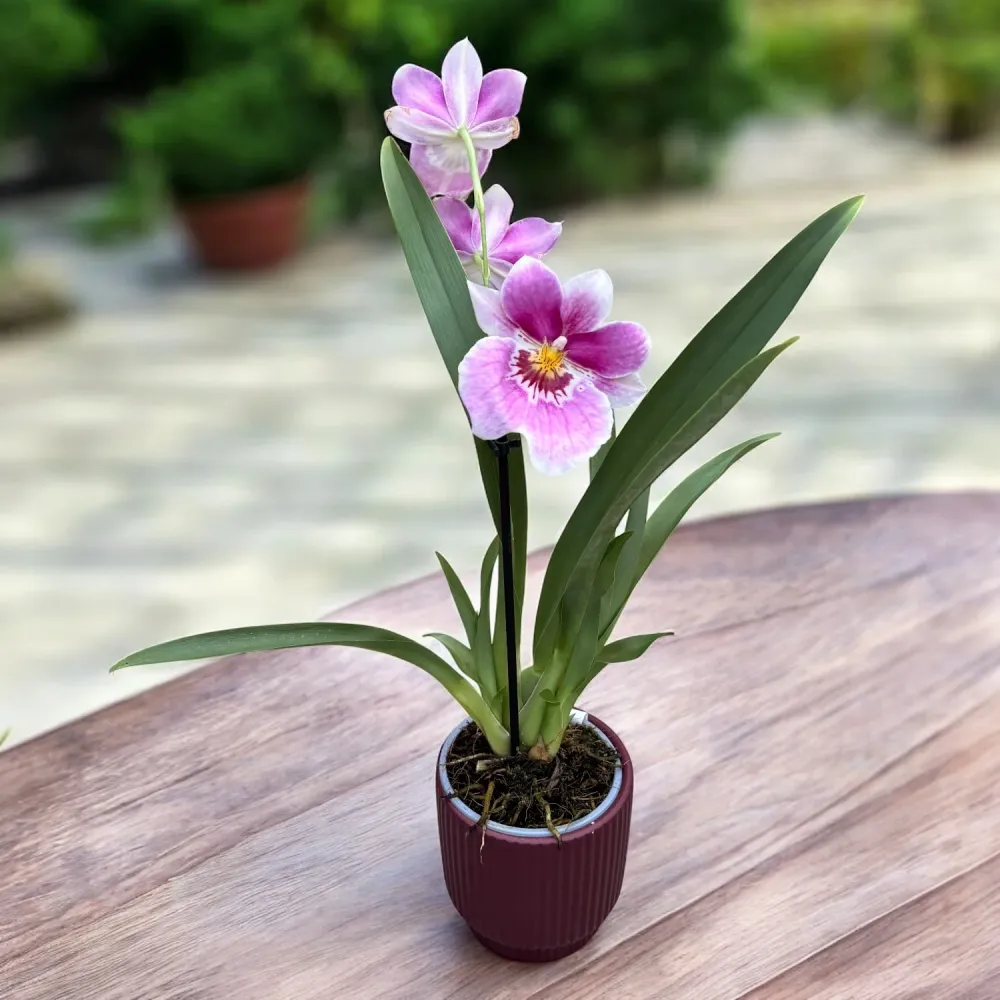 Miltoniopsis Pink