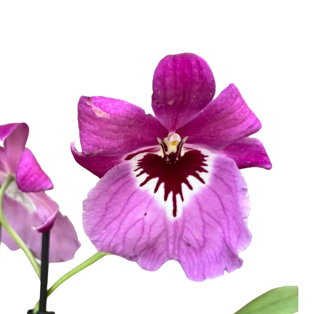 Miltoniopsis roz