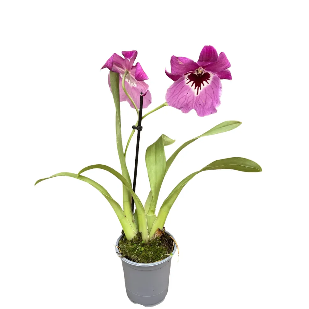 Miltoniopsis roz