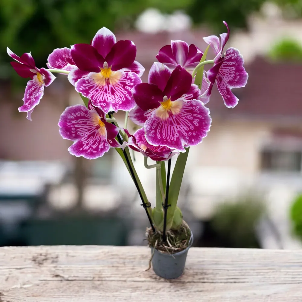 Miltoniopsis speciala