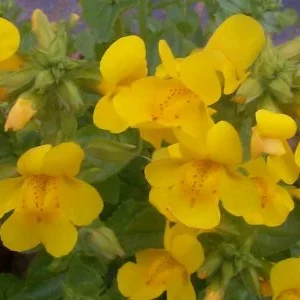 Mimulus Luteus