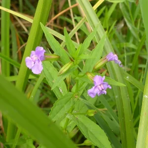 Mimulus ringens
