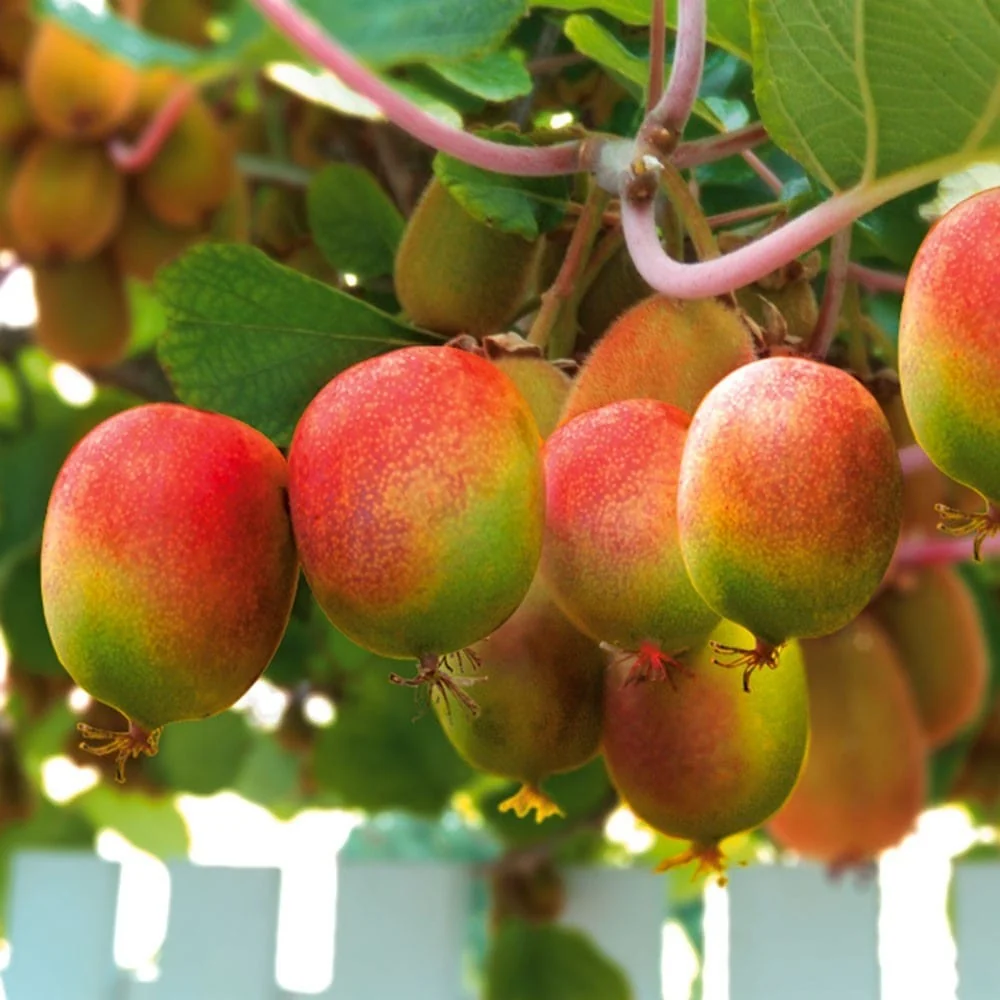 Mini Kiwi - Actinidia arguta 'Weiki' (Bayern Kiwi) (femela) D9