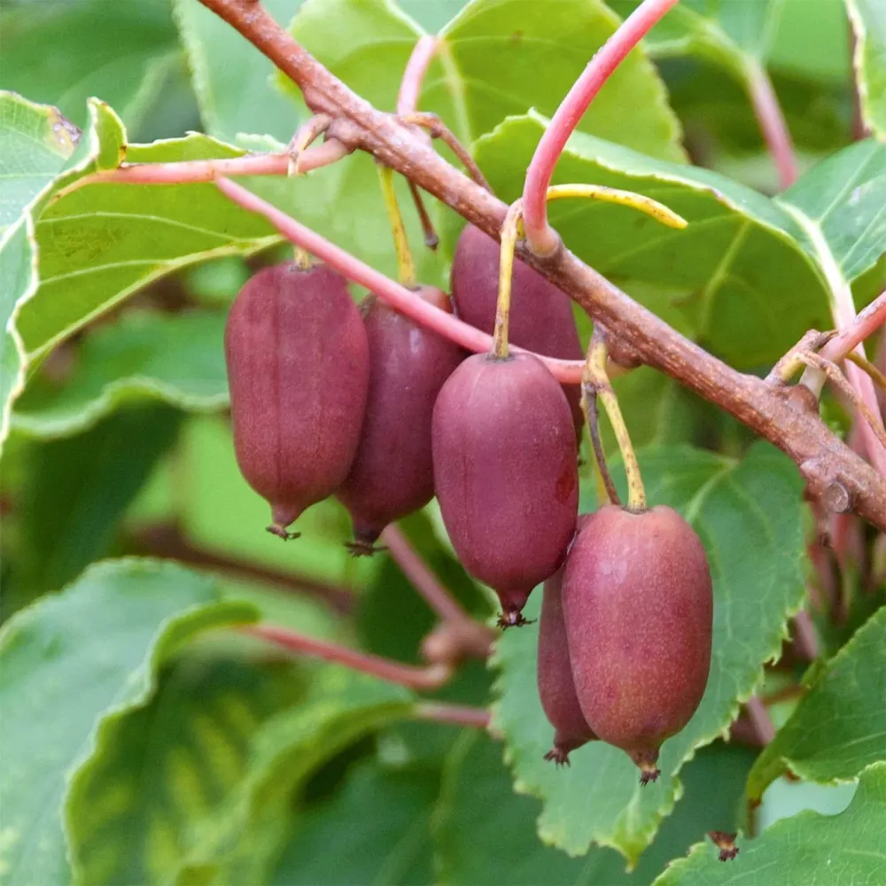 Mini Kiwi rosu - Actinidia arguta 'Red Jumbo'