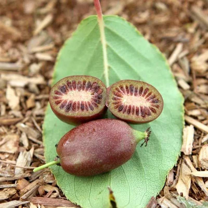 Mini Kiwi rosu - Actinidia arguta 'Red Jumbo'