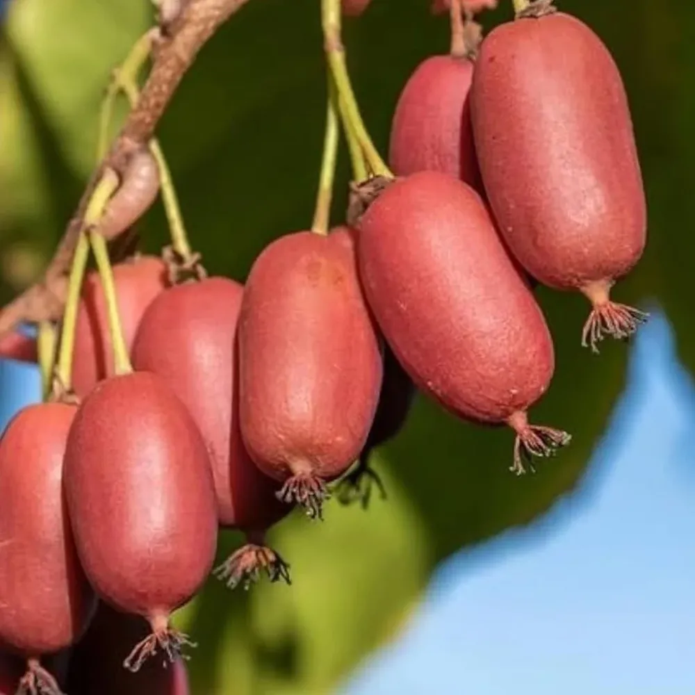 Mini Kiwi rosu - Actinidia arguta 'Red Jumbo'