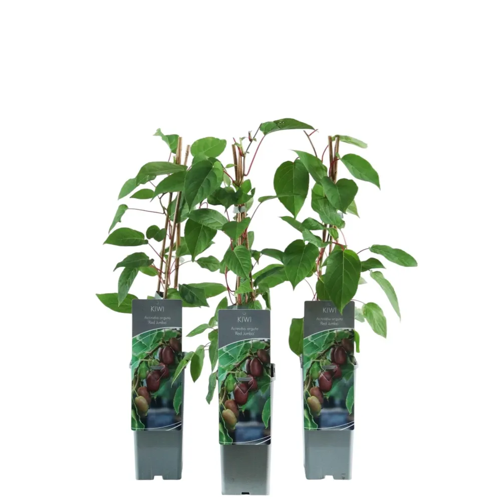 Mini Kiwi rosu - Actinidia arguta 'Red Jumbo'