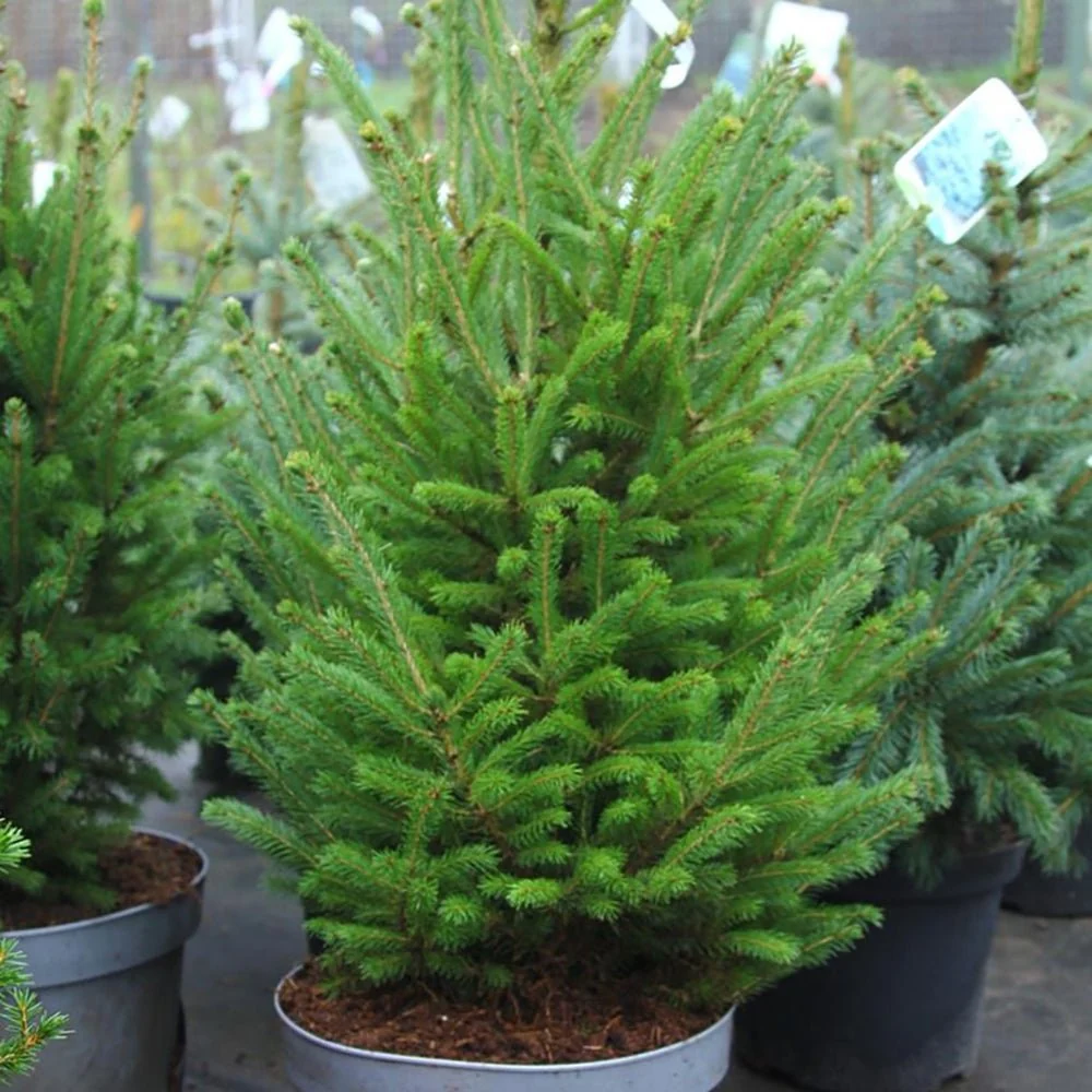 Molid Canadian Super Green