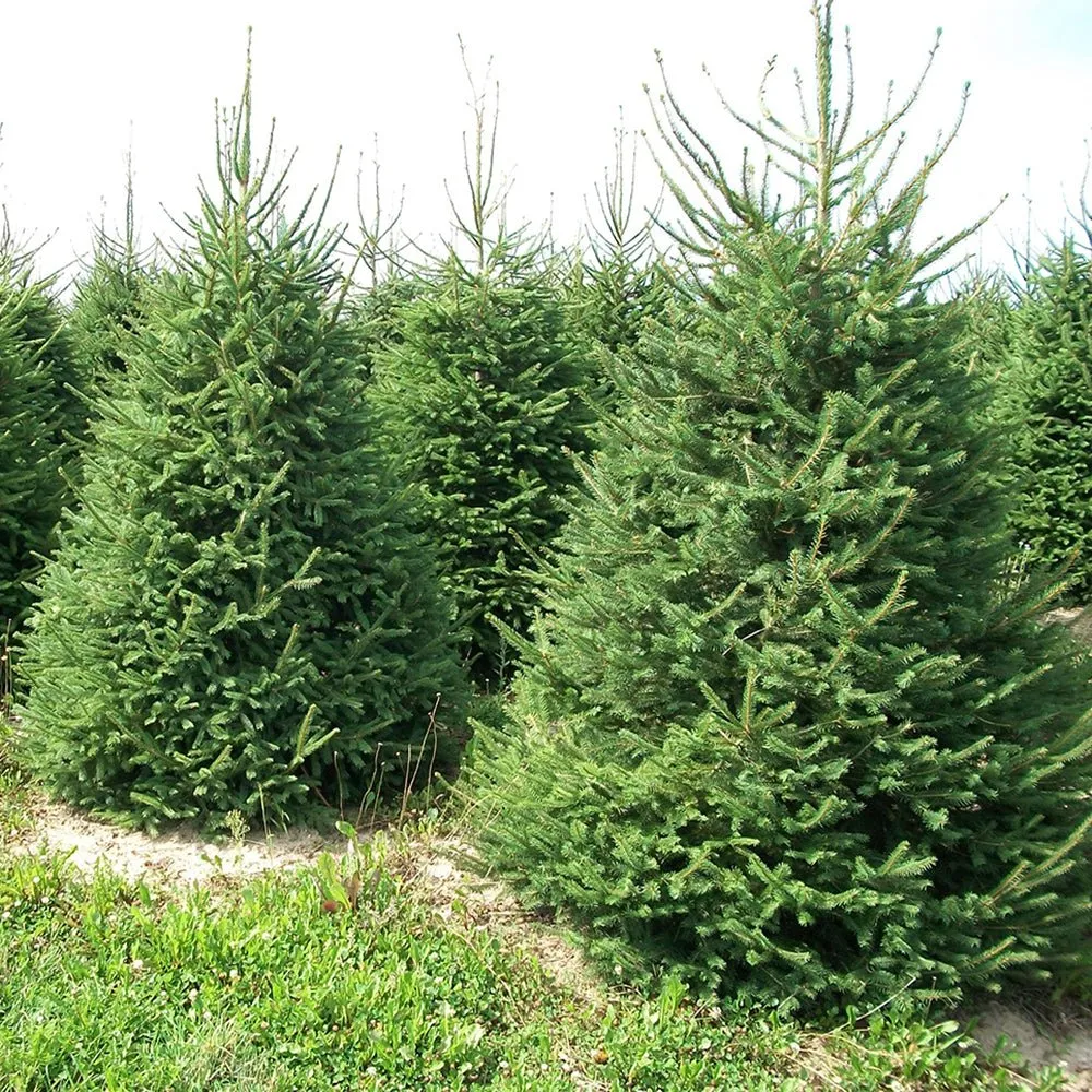 Molid Picea Abies