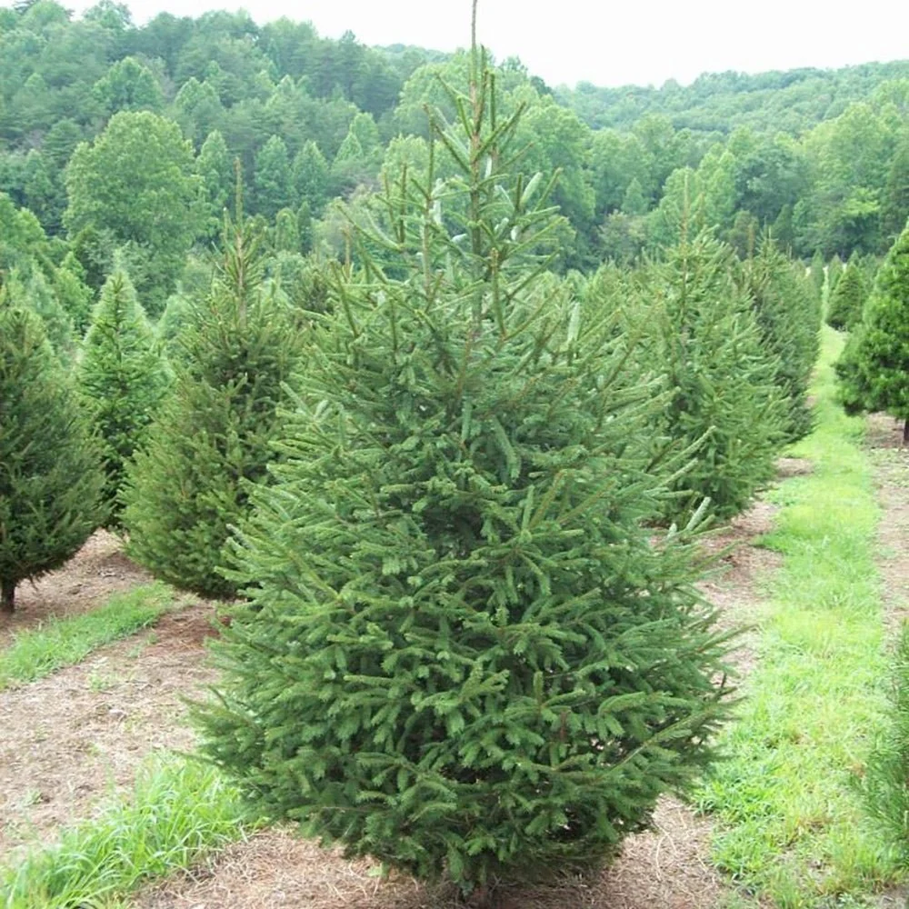 Molid Picea Abies