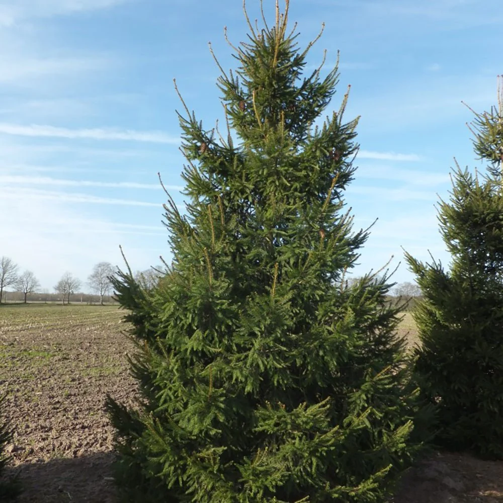 Molid Picea Abies