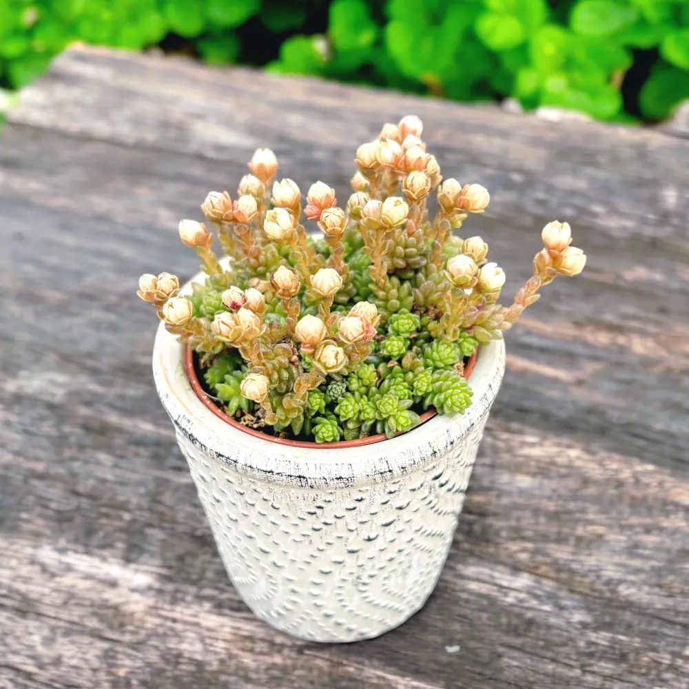 Monanthes muralis - suculenta miniaturala cu frunzis compact
