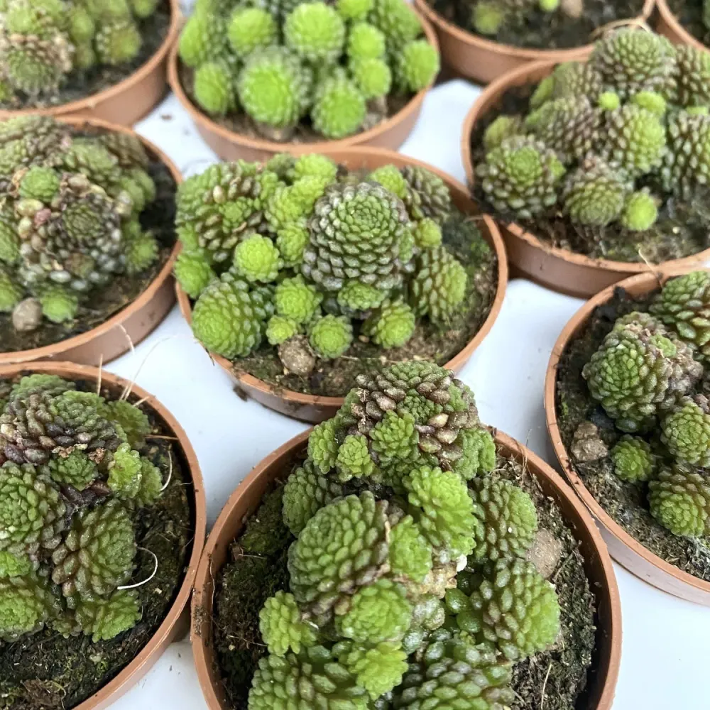 Monanthes polyphylla