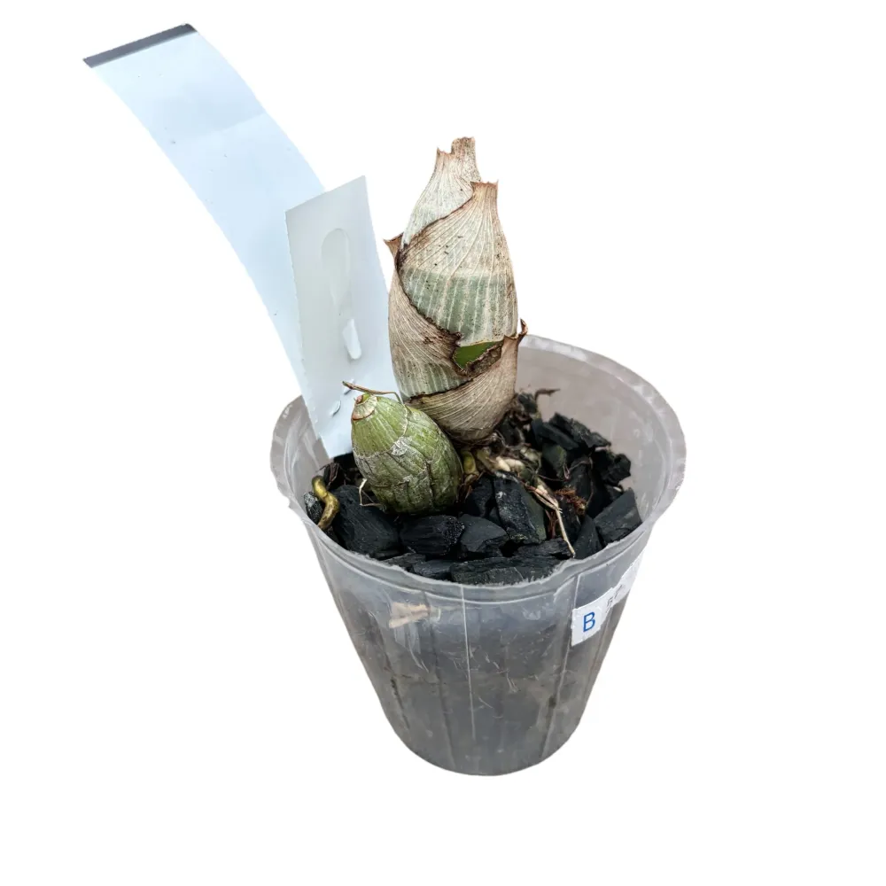 Monnierara Jumbo Delight 'Black Onyx'