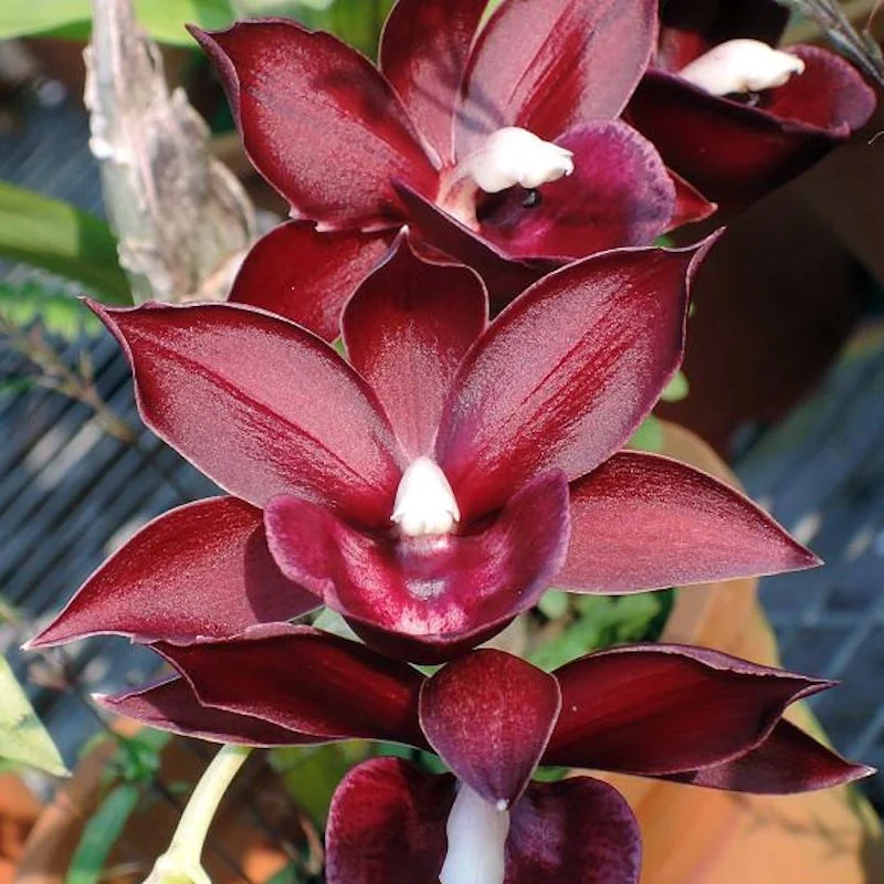 Monnierara Jumbo Delight 'Black Onyx'