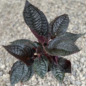 Monolena primuliflora XL