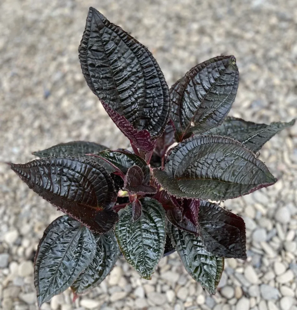 Monolena primuliflora XL