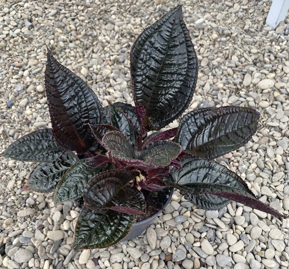 Monolena primuliflora XL
