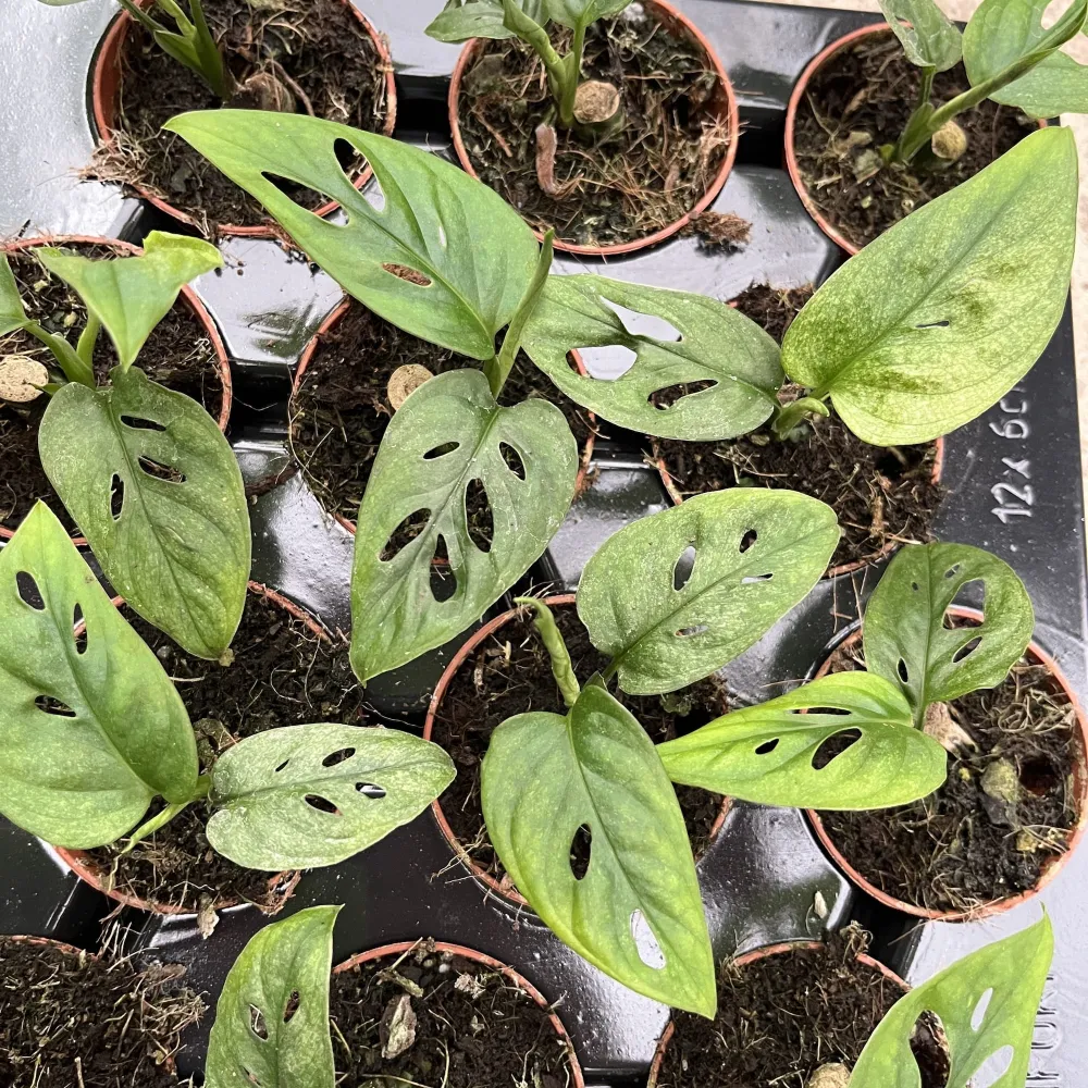 Monstera adansonii 'Mint' (Mottled variegation) - babyplant